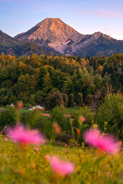 Alpenwiese im Abendlicht