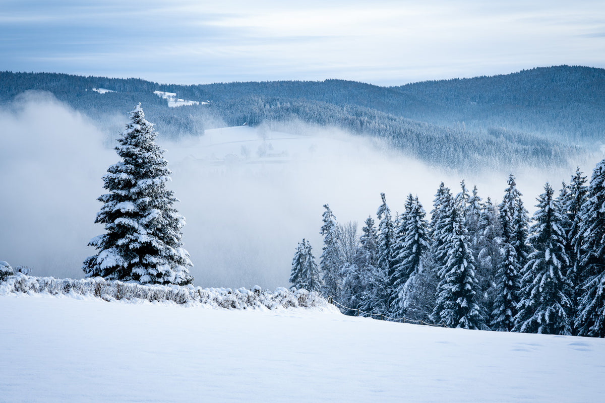 Winterstille im Wald